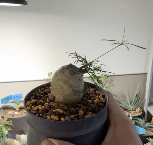 4cm live house plant adenia - house,