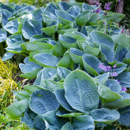 Hosta big daddy - ‘big, daddy’