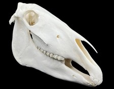 Real Young Horse Skull (Equus