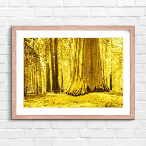 Massive redwood tree - redwood, trunk