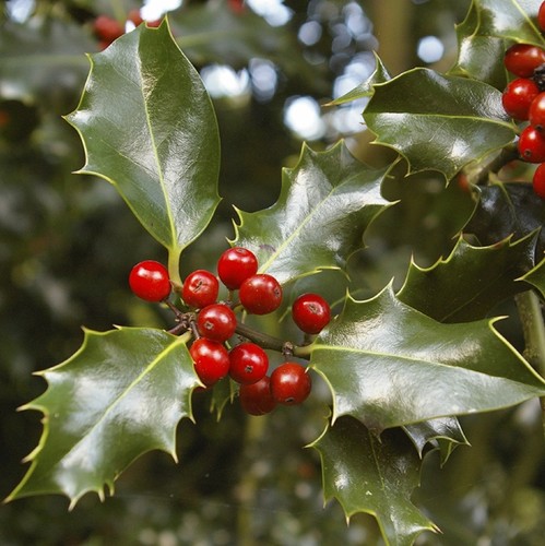 Holly plant ilex meserveae - ilex,