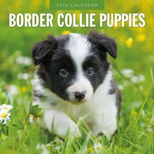 Border Collie Puppies - 2026