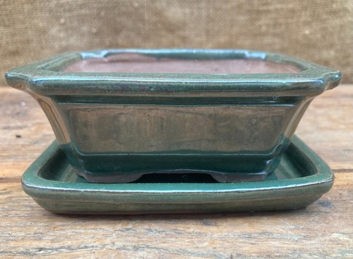 Small ceramic bonsai pot with - bonsai,