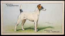 FOX TERRIER   Smooth