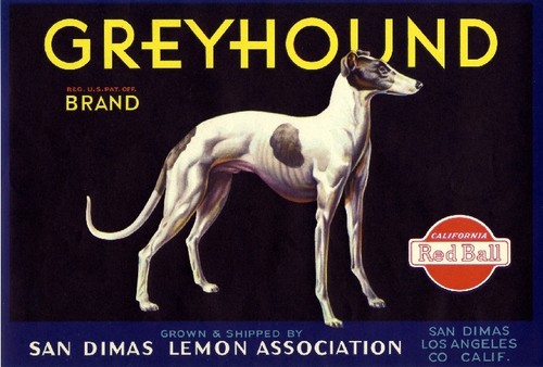 San dimas greyhound dog - dog, lemon