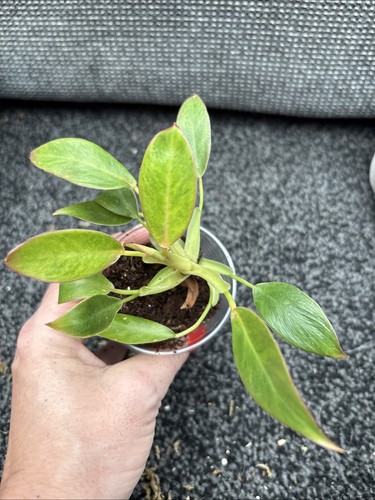 Philodendron calkins gold - philodendron,