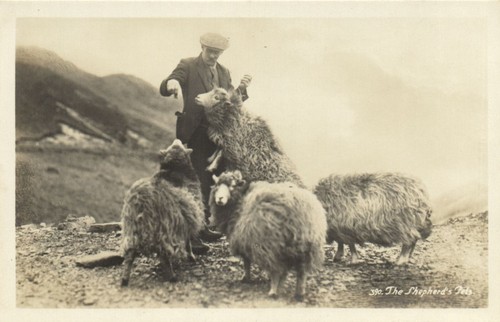 Shepherd type cumberland - pc,