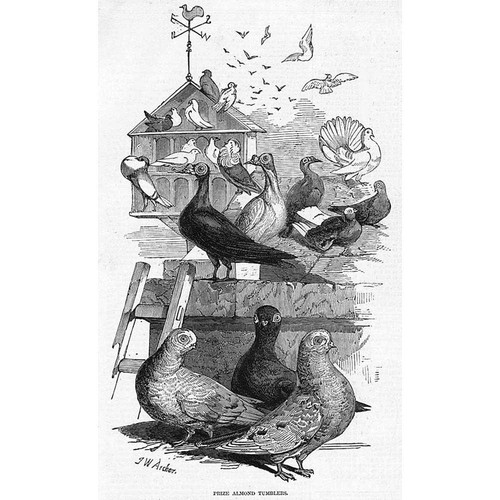 Pigeons prize almond - pigeons,