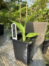 CANNA PATENS - 1 x 9cm pot plant - tropical perennial, flowering