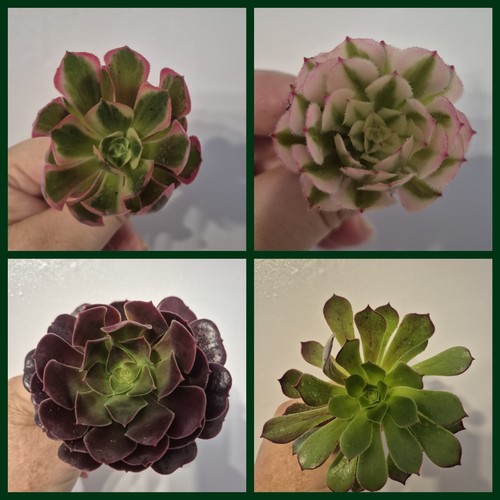 Aeonium bundle unrooted - bundle, |