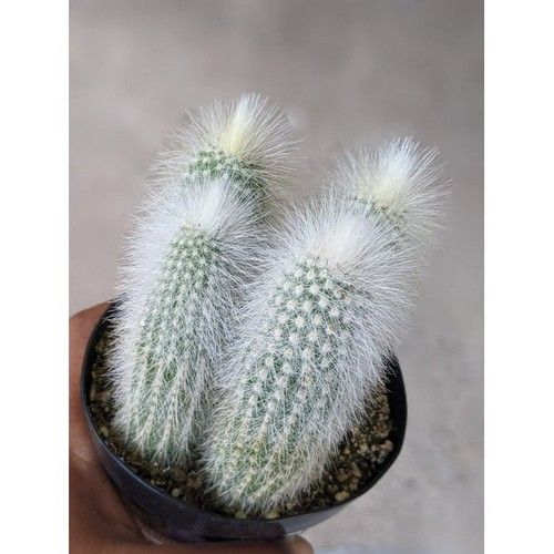 Cleistocactus strausii aka - cleistocactus,