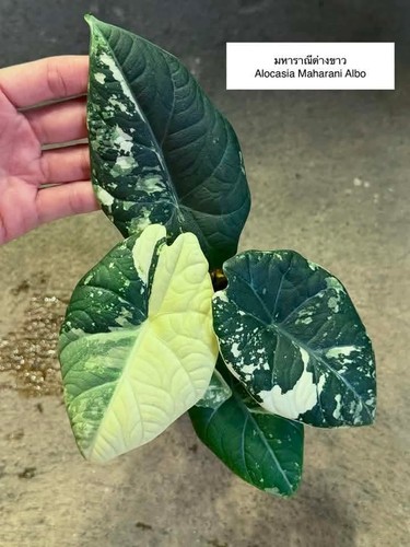 Rare alocasia maharani - alocasia,