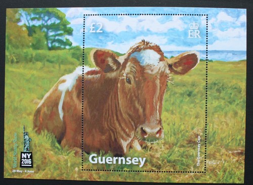 Guernsey the cow - guernsey-,