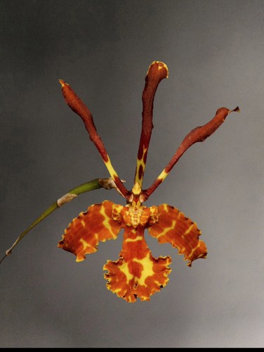 Psychopsis versteegiana sib - versteegiana,