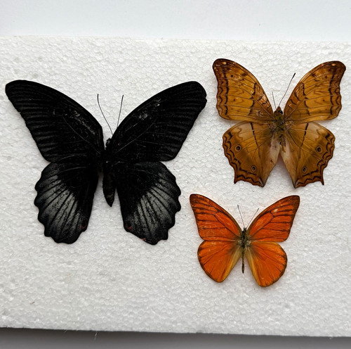 Entomology butterfly specimen - entomology,