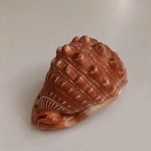 Beautiful cypaecassis rufa - beautiful,