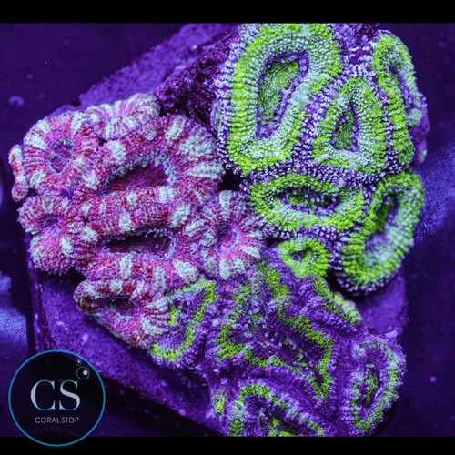 Acan puck colony wysiwyg - cs,