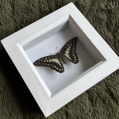 Real framed butterfly specimen
