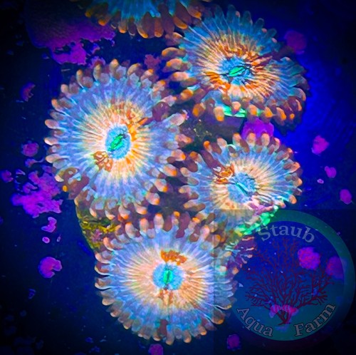 Saf white zombie zoanthid - zombie,
