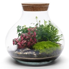 Terrarium kit with plants - terrarium,