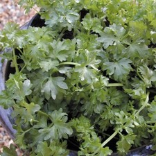 Herb - Parsley Par-cel - Kings