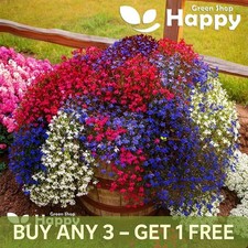 Trailing Lobelia Cascade Mix -