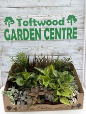 5 × Mixed Indoor Houseplants