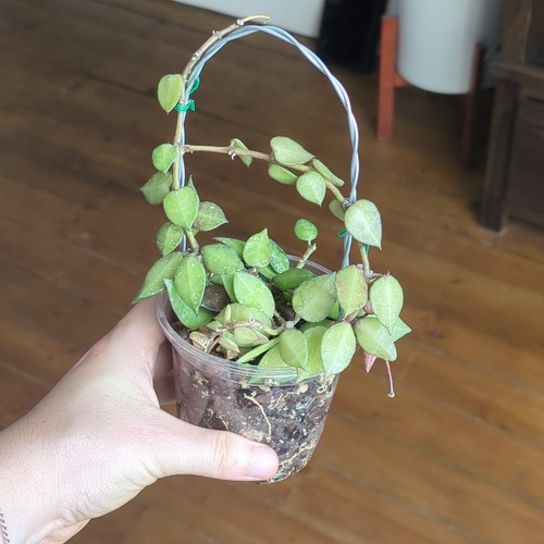 Hoya krohniana black full - hoya,