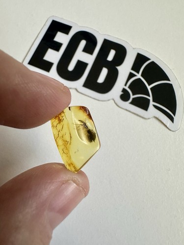Baltic amber with mosquito - amber,