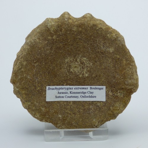 Fossil ichthyosaur vertebra - fossil,