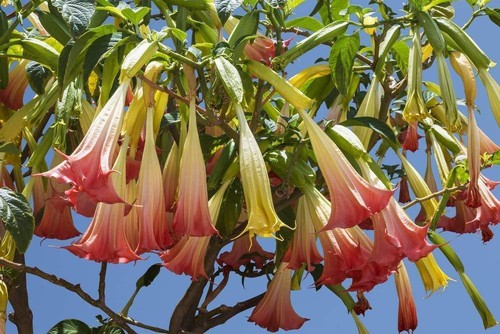 Brugmansia ecuador pink - 'ecuador, pink'