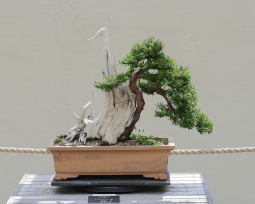 Bonsai taxus baccata - bonsai,