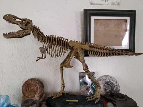 Tyrannosaurus rex skeleton - rex,