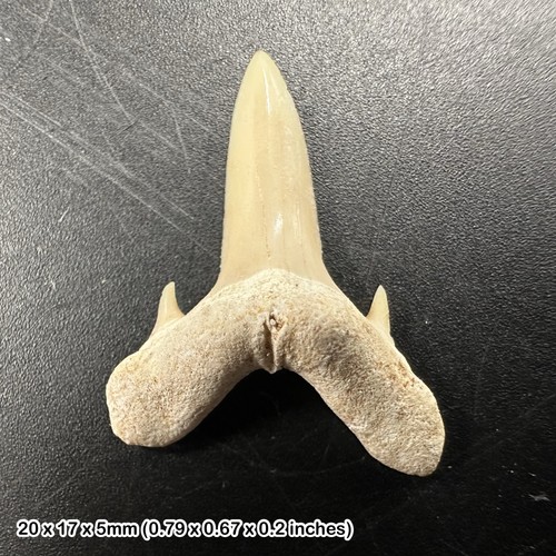 Shark otodus obliquus - , tooth
