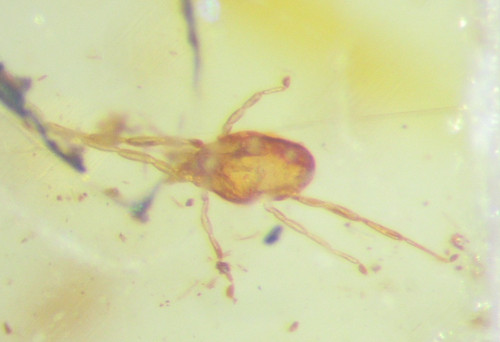 Pliocene amber kenya africa - amber,