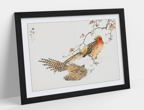 Numata kashu golden - numata, pheasant