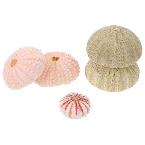 5pcs natural sea urchin shell - sea,