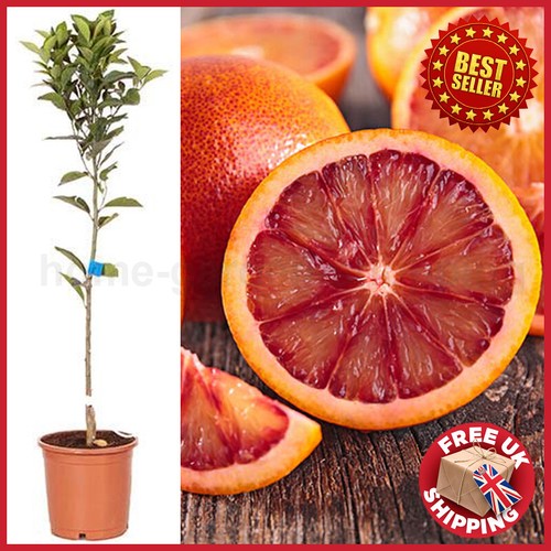 2ft 3ft large red blood - 2ft,