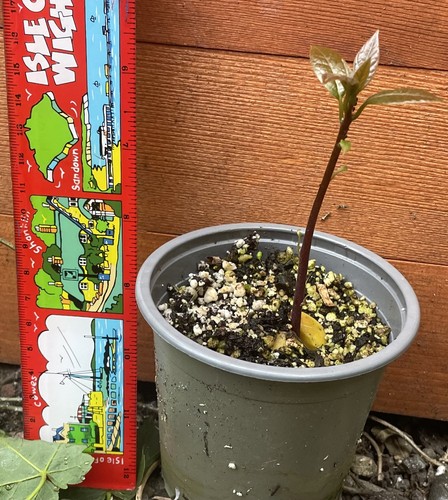 Live avocado plant - avocado, –