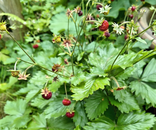 Wild alpine strawberry - wild,