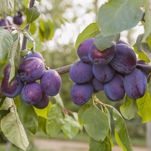 Plum tree czar - plum,