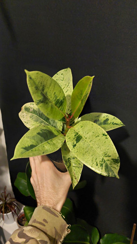 Ficus elastica shivereana - ficus, 'shivereana'