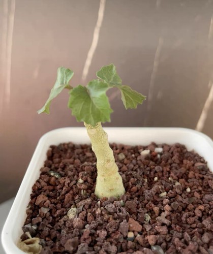 3cm rarelive house - rarelive, plant