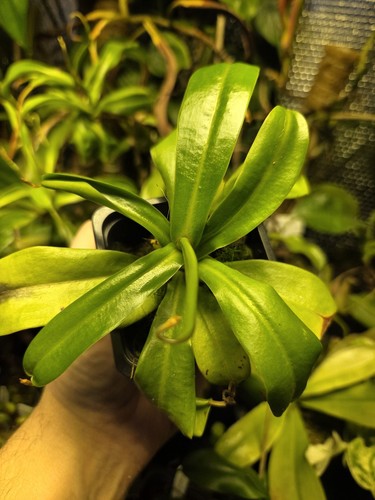 Nepenthes ventricosa - nepenthes,