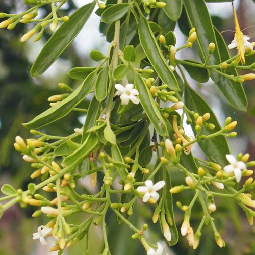 Desert jasmine - desert,
