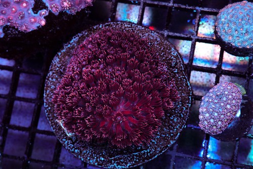 Frosted tip red - frosted, goniopora