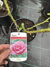 POTTED ROSE 'PRETTY POLLY'