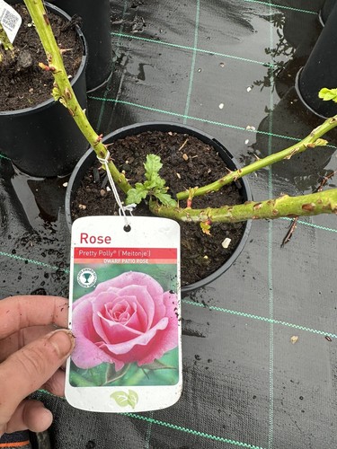Potted rose pretty polly - rose, 'pretty