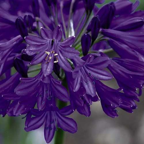Agapanthus northern star - agapanthus,