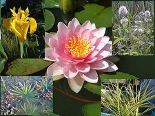 Starter Pack Pond Plants Water Lily Marginal Reed Rush Grass Aquatic Bog Iris 